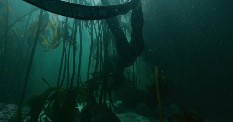 A freediver swims slowly through a mysterious, sunlit kelp forest in the deep ocean