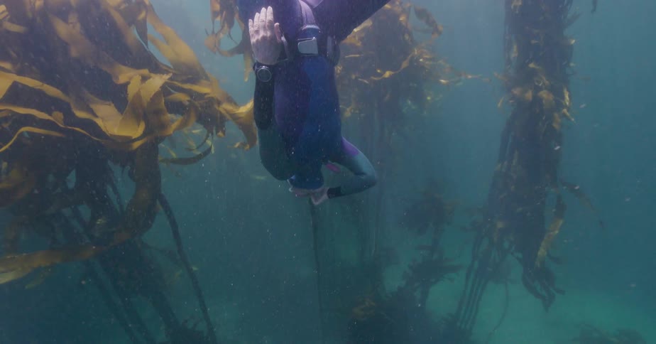 A serene free diver gracefully descends headfirst into the tranquil depths of a sunlit kelp forest