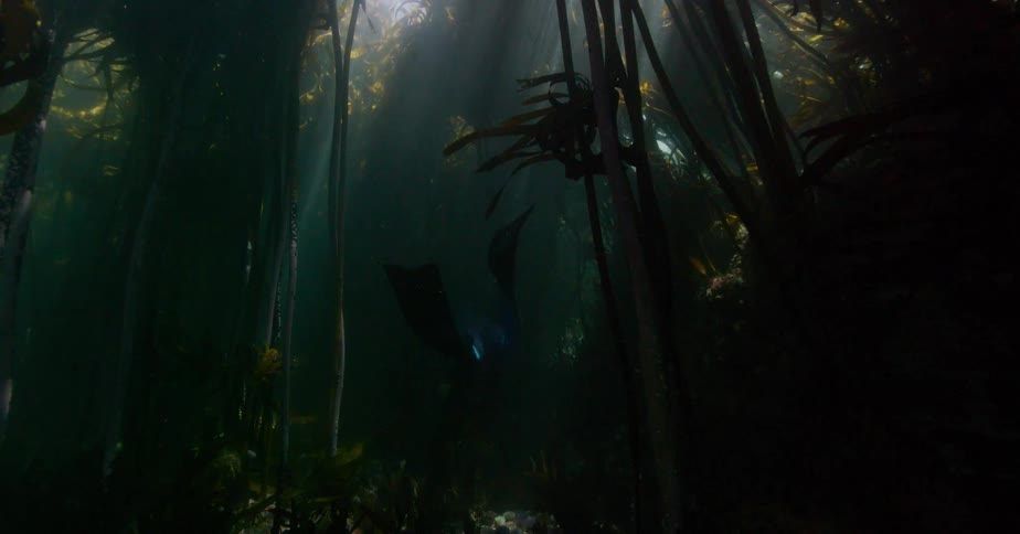 A freediver swims through a sunlit underwater kelp forest, disappearing into the dark, murky depths