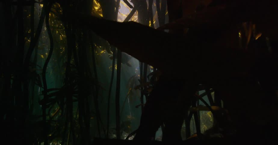 A slow and enchanting journey through a dense underwater kelp forest as sunbeams pierce the dark water