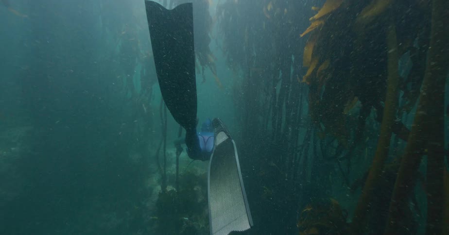 A free diver descends gracefully through sun-dappled waters into the mysterious depths of a dense underwater kelp forest