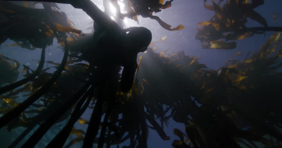 A silhouetted freediver gracefully glides through a sun-drenched kelp forest in a serene underwater scene