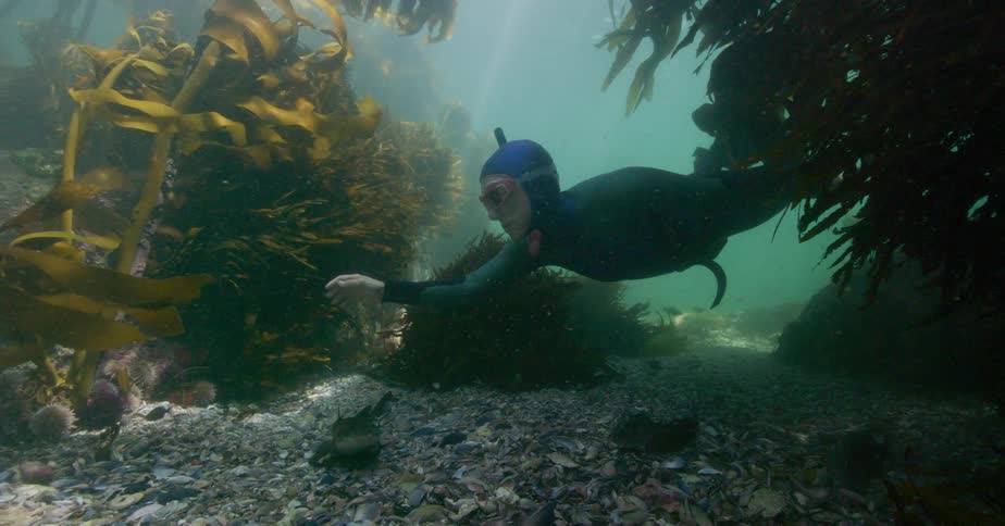 A snorkeler explores a dense underwater kelp forest, gliding past marine life including curious fish and a small shark resting on the ocean floor