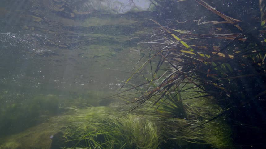 Sunlight filters through the rippling surface of a murky river, illuminating the gently swaying aquatic plants on the riverbed