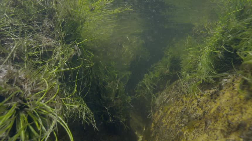 An underwater shot shows green aquatic plants swaying gently in the current between large rocks