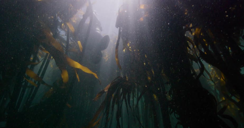Ethereal sunbeams illuminate a mysterious kelp forest as a scuba diver slowly descends into the deep