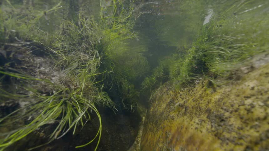 A tranquil underwater shot reveals lush green aquatic plants swaying between rocks in a sunlit stream