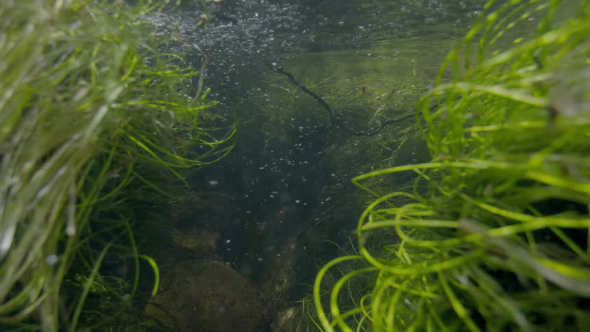 An immersive underwater view of a riverbed with vibrant green grasses swaying in the current as bubbles rise to the surface
