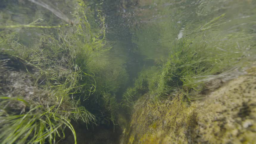 An underwater view of lush green river plants swaying gently in the clear current