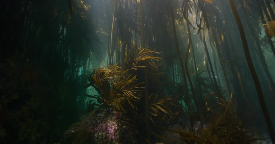 Sunbeams pierce the ocean's surface, illuminating a tranquil, dense underwater kelp forest