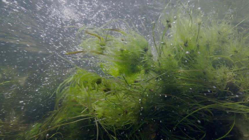A mesmerizing underwater view shows vibrant green aquatic plants flowing in the current of a stream, surrounded by sparkling air bubbles