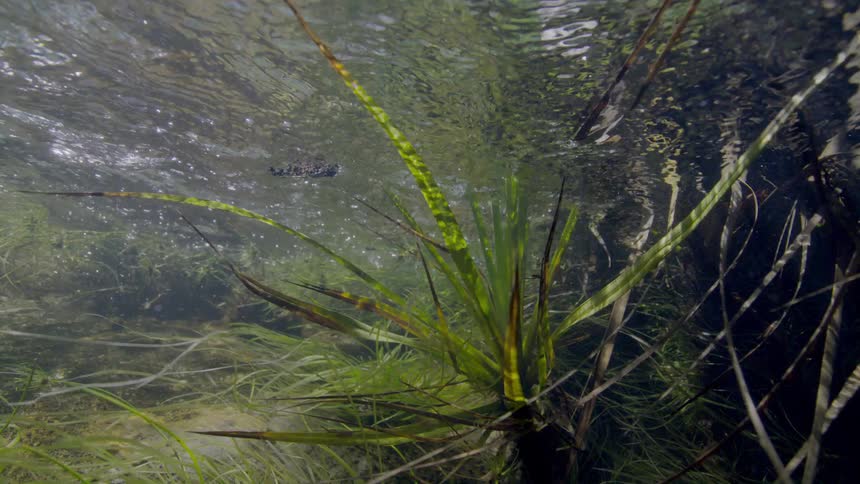 Sunlight filters through the rippling surface of a clear freshwater stream, illuminating the vibrant green aquatic plants below