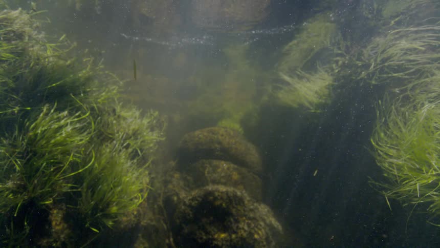 A static underwater view of a sunlit, murky riverbed shows green aquatic plants gently swaying over rocks