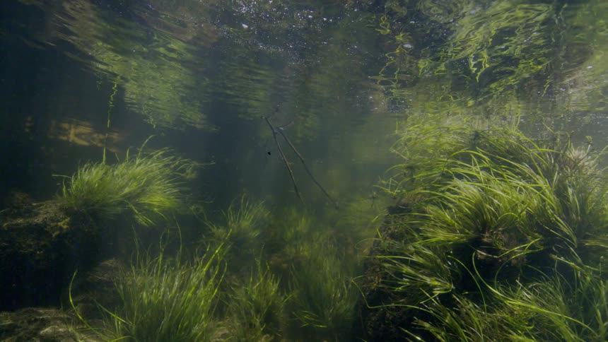An underwater view of a sunlit freshwater stream shows aquatic grasses swaying gently in the current