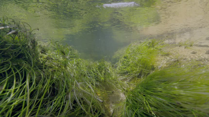 An underwater view of long green river grass swaying gently in the current of a clear, shallow stream