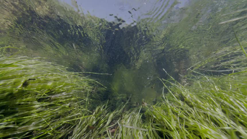 A serene underwater view from the bottom of a clear stream shows long green grass swaying in the gentle current
