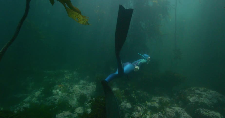 A free-diver gracefully swims through the serene and murky depths of an underwater kelp forest
