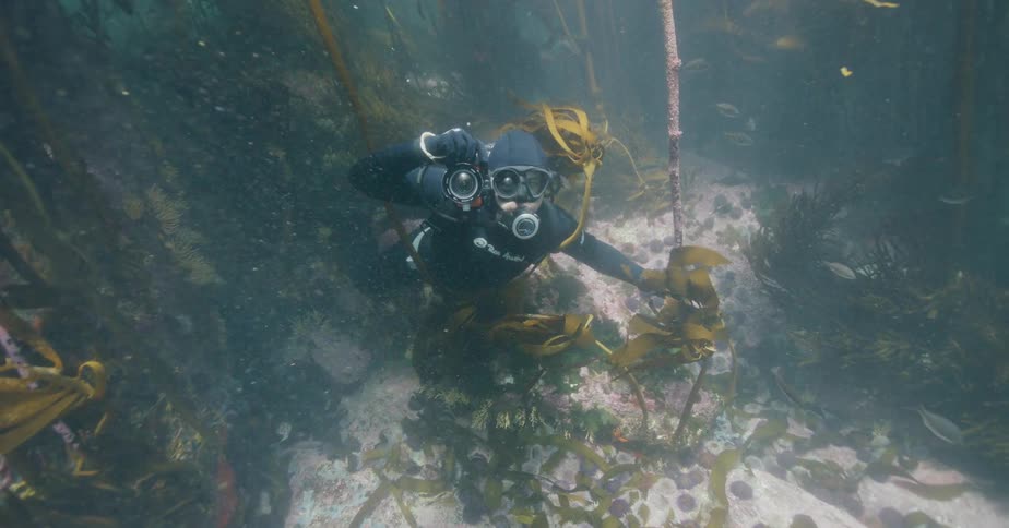 A scuba diver with an underwater camera descends through a dense kelp forest to explore the marine life on the ocean floor