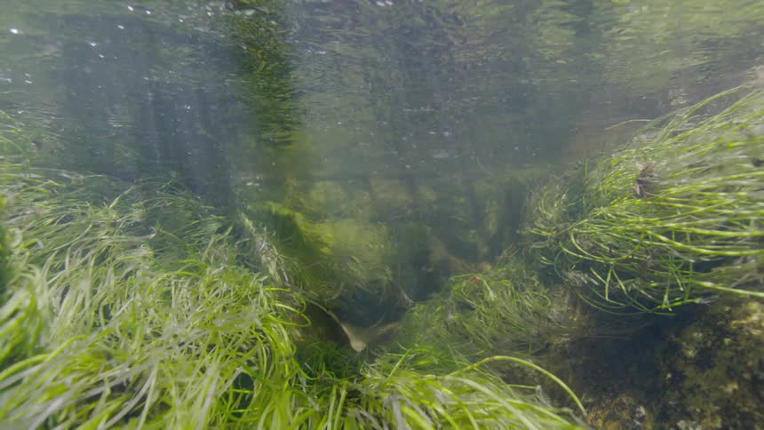 Sunlight illuminates a tranquil underwater scene filled with swaying green algae and small swimming fish