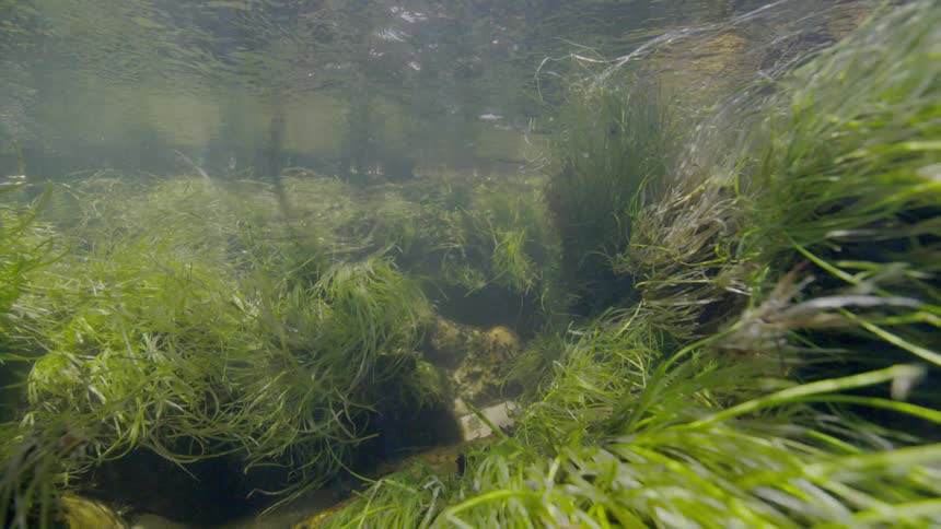 Sunlight filters through the surface of a clear river, illuminating the green aquatic grass swaying in the gentle current