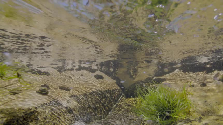 A serene underwater view from a shallow, rocky stream bed as sunlight filters through the rippling surface and small fish swim by
