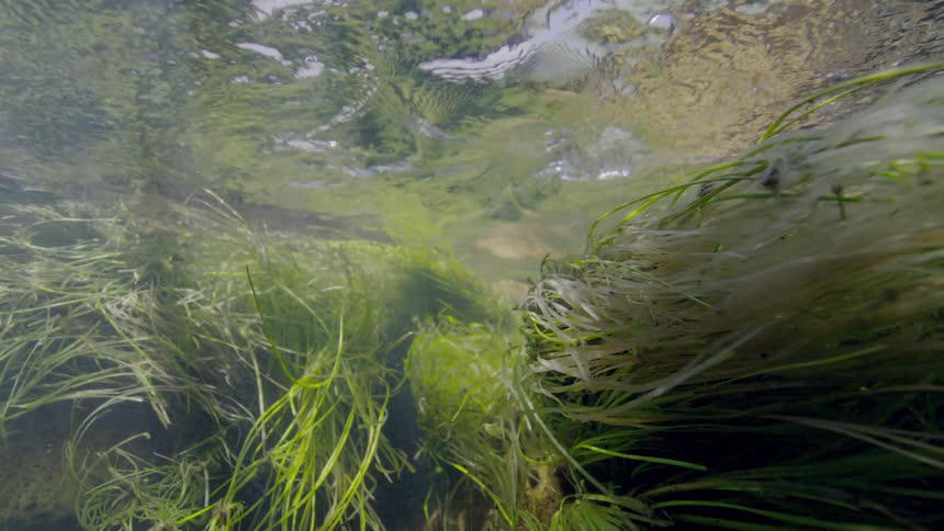An underwater perspective shows lush green aquatic plants swaying gently in the clear current of a sunlit river