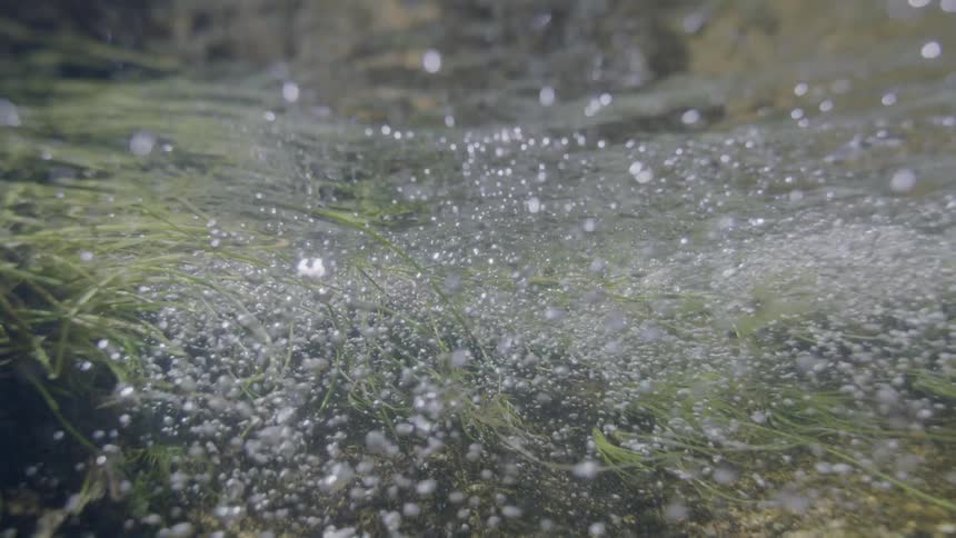 An enchanting underwater view captures countless air bubbles rising from green river grass in slow motion