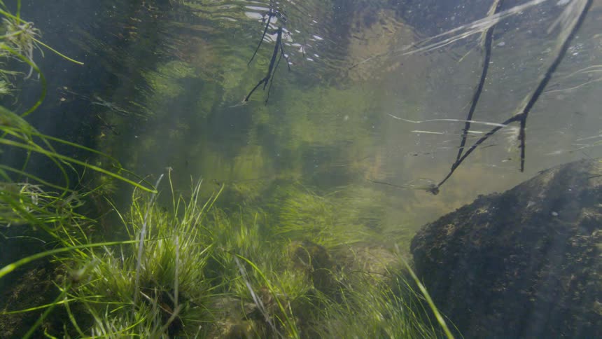 A serene underwater perspective of a shallow, sunlit stream with vibrant green aquatic plants and rocks