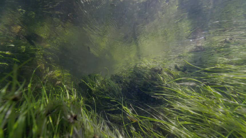 An underwater view of a freshwater spring bubbling up through lush green aquatic grass on the riverbed
