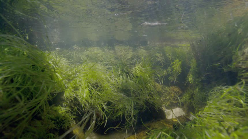 A serene underwater view shows lush green aquatic plants gently swaying in a clear, sunlit stream