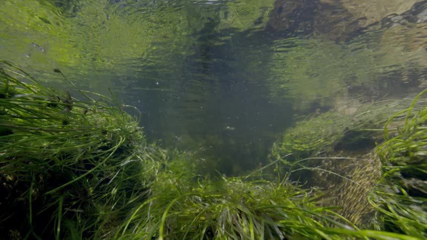A serene underwater perspective reveals lush green seagrass dancing in the gentle current of a sun-dappled stream