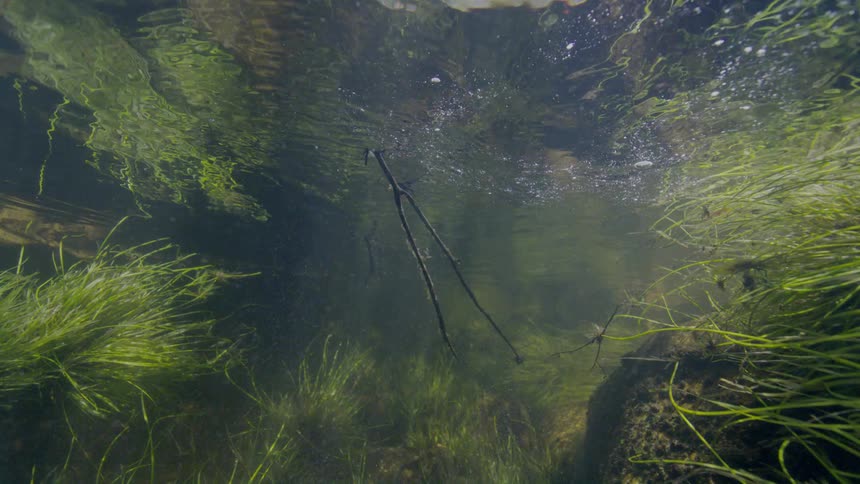 An underwater view of a freshwater creek reveals green aquatic plants swaying in the gentle current below the rippling surface