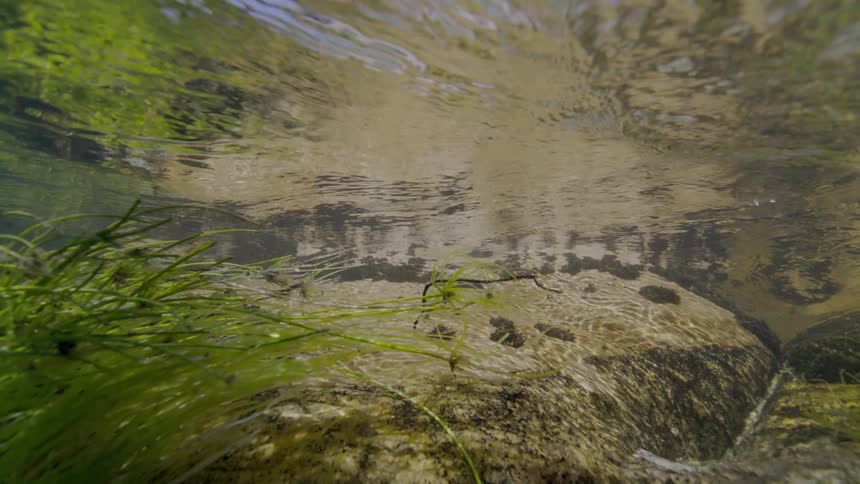 Sunlight reflects off the rippling surface of a clear stream in this peaceful underwater perspective