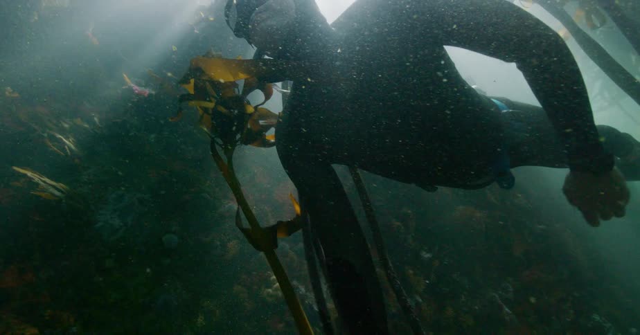 A mysterious freediver swims through a murky kelp forest, ascending towards the sunlit surface as beautiful light rays beam through the water