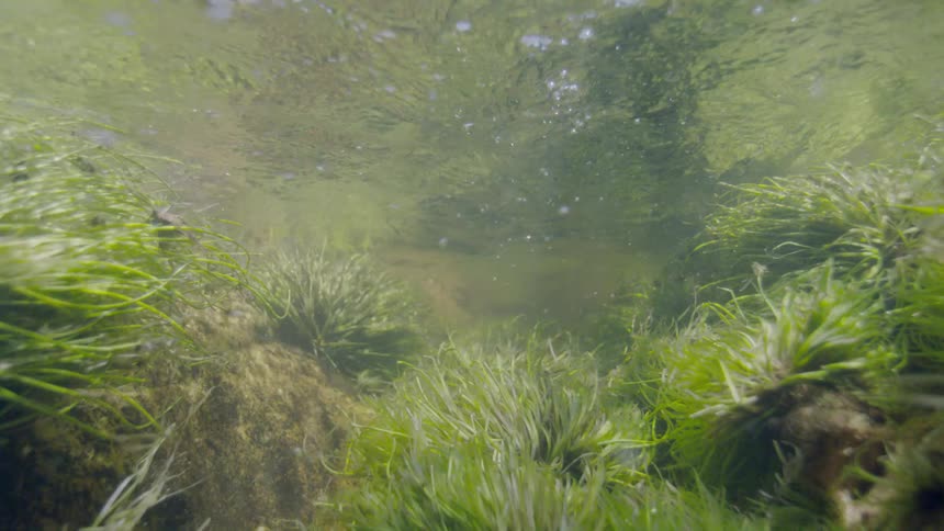An underwater view of vibrant green seagrass swaying gently in the current of a shallow, clear stream