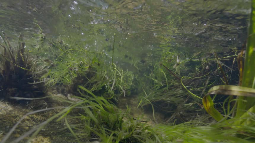 A tranquil underwater shot reveals green aquatic plants swaying gently in the current of a shallow, sunlit stream