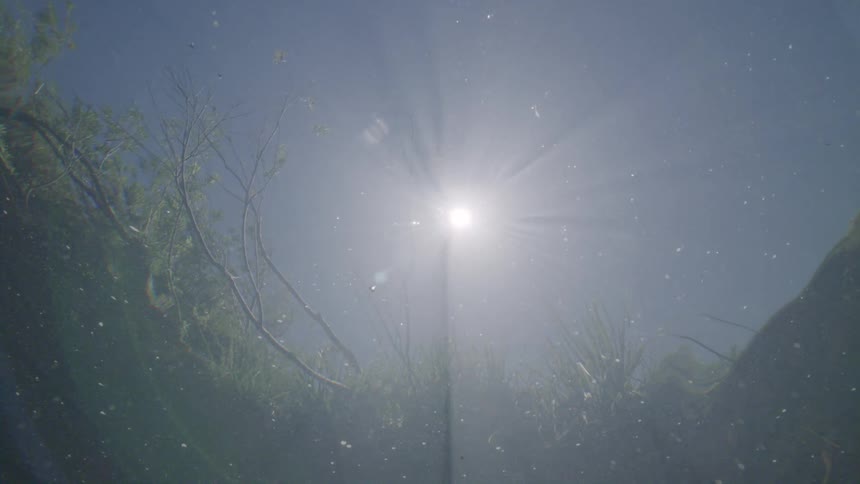 Ethereal underwater shot looking up at the sun with reflections of the riverbank on the surface
