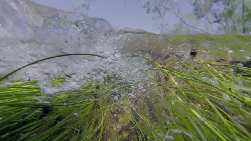 Vibrant green reeds sway in a clear, bubbling stream, captured in an immersive underwater, slow-motion shot