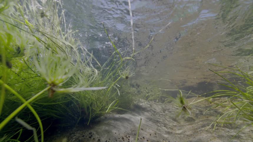 A serene underwater view captures green aquatic plants swaying in the gentle current of a sunlit freshwater stream
