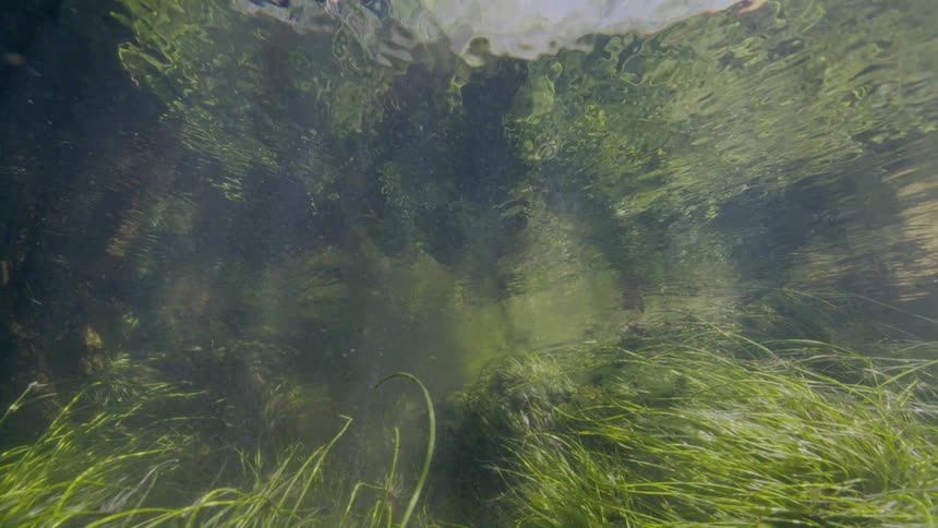 An underwater view of a sunlit riverbed covered in lush green seagrass with distorted reflections on the water's surface