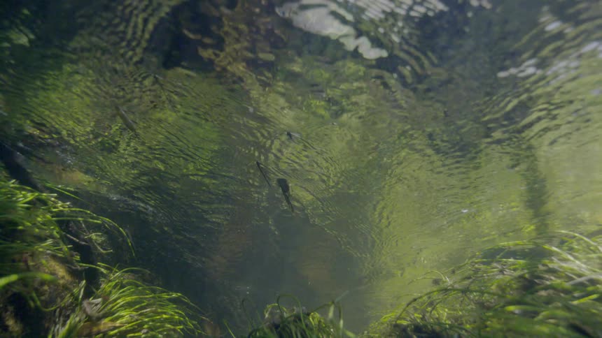 An underwater perspective reveals tadpoles and minnows swimming peacefully in a sun-dappled, plant-filled stream