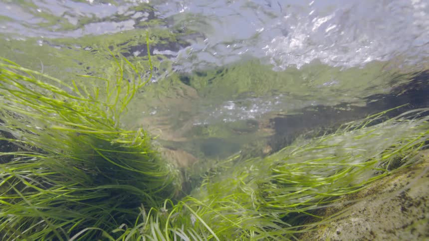 A serene underwater view of vibrant green aquatic plants swaying in the current of a clear, sunlit stream