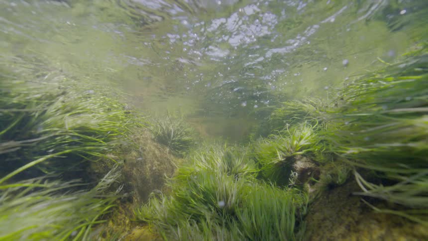 An underwater view of lush green seagrass swaying in the sunlit current as bubbles rise to the surface