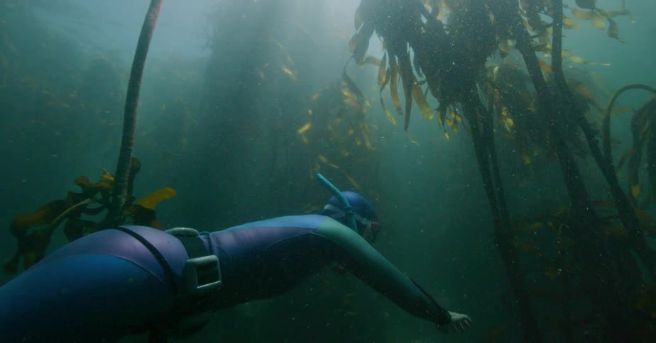 A freediver gracefully descends through a sunlit kelp forest, exploring the serene and murky underwater world