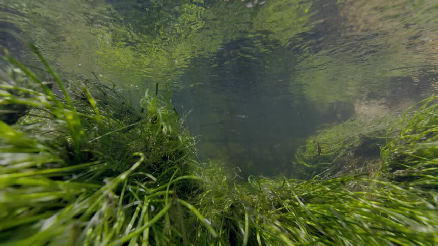 Sunlight filters through the rippling surface of clear water, illuminating the green seaweed below