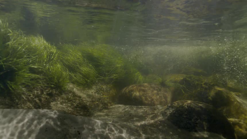 A serene underwater view captures sunlight filtering through a clear river, illuminating swaying aquatic plants and rocks on the sandy bottom