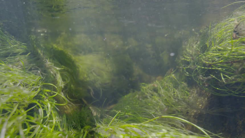 Static underwater shot of vibrant green seagrass swaying in a sunlit stream as small fish swim past