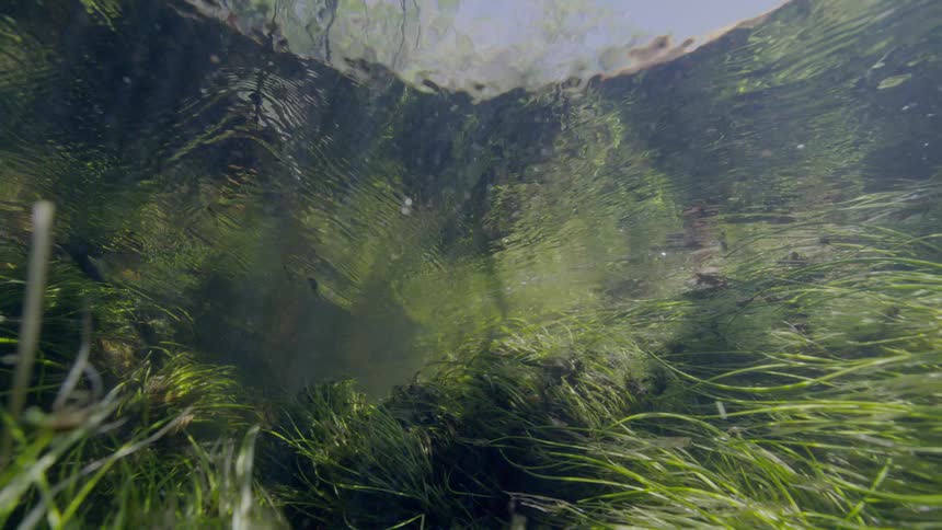 Sunlight filters through the rippling surface of a clear stream, illuminating the swaying green grass below