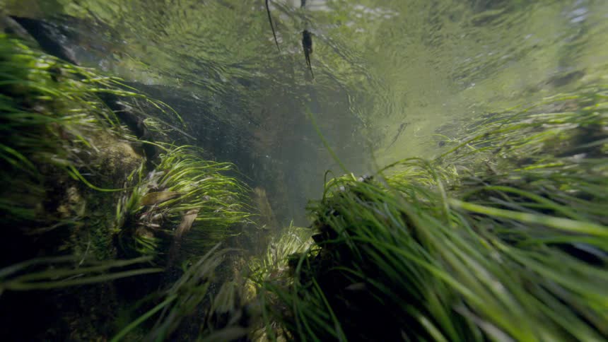 An immersive underwater view of a sunlit riverbed with long green plants swaying in the gentle current