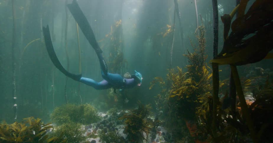 A freediver swims gracefully through a sunlit kelp forest, exploring the serene underwater world